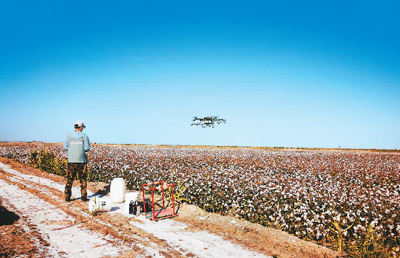 綿花畑でドローンを操作し、枯葉剤を散布する新疆三和植保公司の操縦者。画像提供は取材先