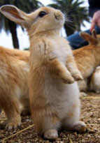 日本の最も「可愛い」小島 ウサギの群れ