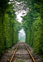 南京　緑で覆われた最も「爽やか」な鉄道