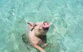 バハマ諸島の「泳ぐブタ」が人気