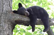 カナダ　昼寝にピッタリの場所を探す可愛いクマ