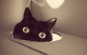 日本人カメラマンが撮影した可愛らしい黒猫の写真