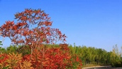 甘粛省河西回廊　10月の秋景色