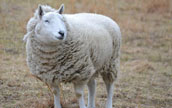 英国の農場の羊が誤って大麻を誤食