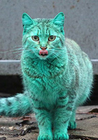 ブルガリアの街角に全身緑色のネコ
