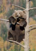 コアラのように木の上でくつろぐ熊―ノルウェー　