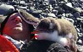 子ペンギンと交流するアメリカ人観光客