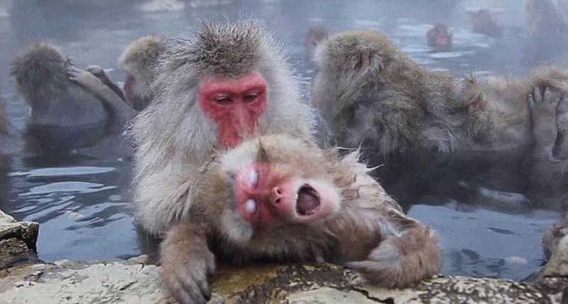 温泉で暖をとる日本の猿--人民網日本語版--人民日報
