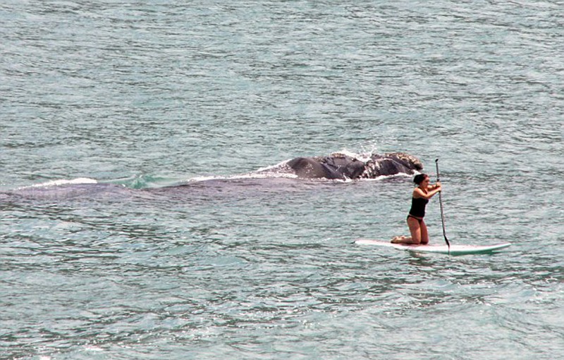 危機一髪 南アフリカ海上で女性がクジラに追われる 人民網日本語版 人民日報