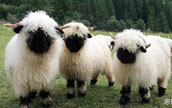 「史上最も萌える羊」が大人気