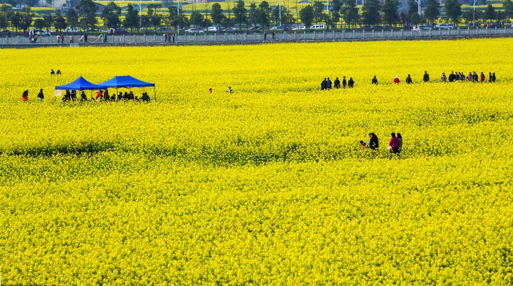 幻想的な美しい菜の花の風景--人民網日本語版--人民日報