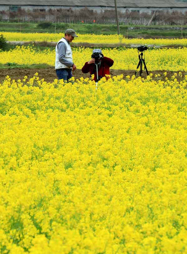 幻想的な美しい菜の花の風景--人民網日本語版--人民日報