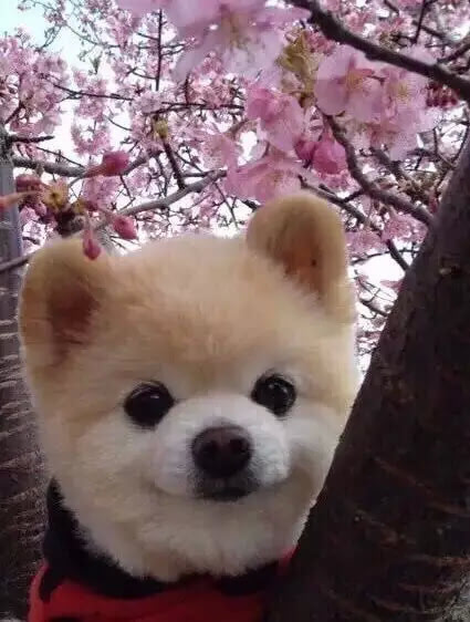 桜の花の下の可愛い「癒し系」のイヌ
