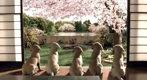 桜の花の下の可愛い「癒し系」のイヌ