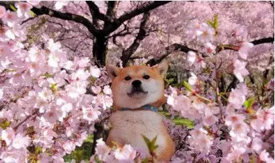 桜の花の下の可愛い 癒し系 のイヌ 7 人民網日本語版 人民日報