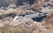 北京・居庸関の花の海を走る高速列車