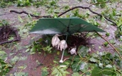 台風でシラサギの巣落下、ひな鳥に「傘を手向ける」大学生