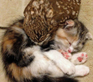 深い絆で結ばれたフクロウと子猫　日本