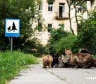 リトアニア人男性、小動物のために道路標識を作成