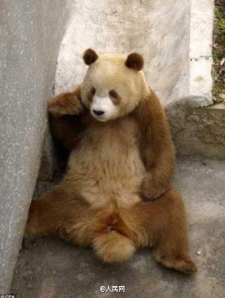 陝西省で茶色のパンダ発見　30年でわずか5頭の超希少パンダ