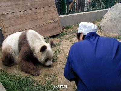 陝西省で茶色のパンダ発見　30年でわずか5頭の超希少パンダ