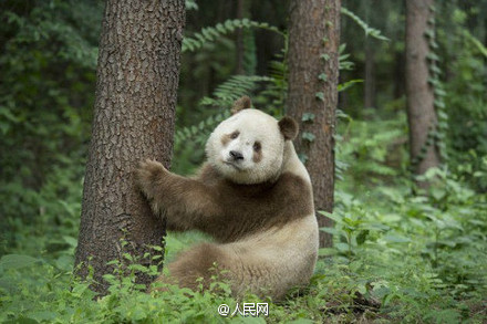 陝西省で茶色のパンダ発見 30年でわずか5頭の超希少パンダ--人民網日本 ...