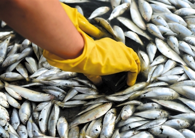 天津の川で魚が大量死　シアン化合物は検出されず