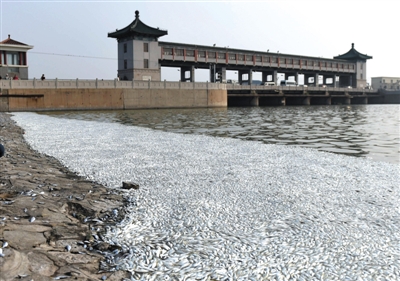 天津の川で魚が大量死　シアン化合物は検出されず