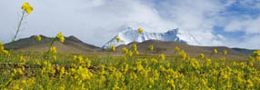 菜の花の香り漂う山あい　チベット