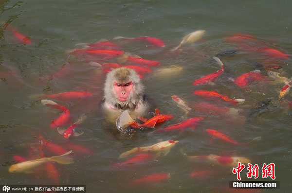 高気温続く処暑の日、鯉と遊ぶ日本猿　安徽省