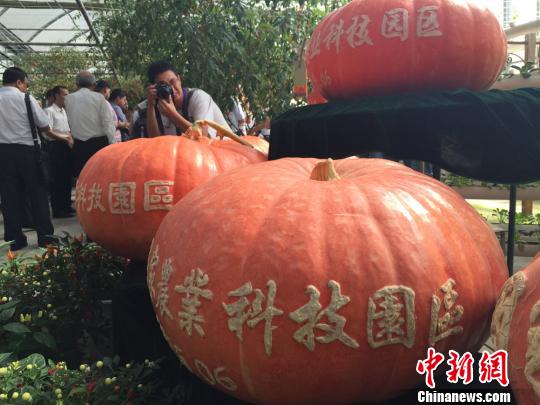 161.5キロの巨大かぼちゃが登場　甘粛省