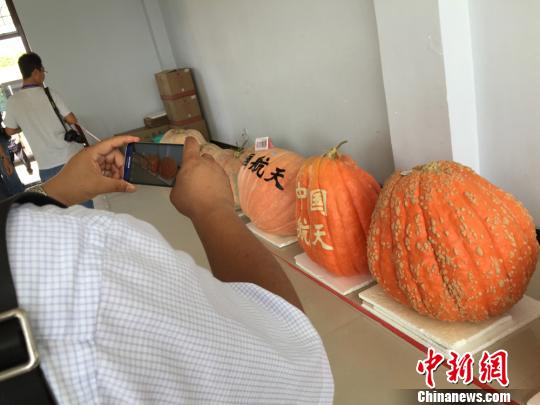 161.5キロの巨大かぼちゃが登場　甘粛省