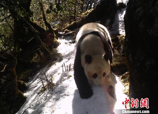 野生復帰のパンダ「瀘欣」、出産していることが確認
