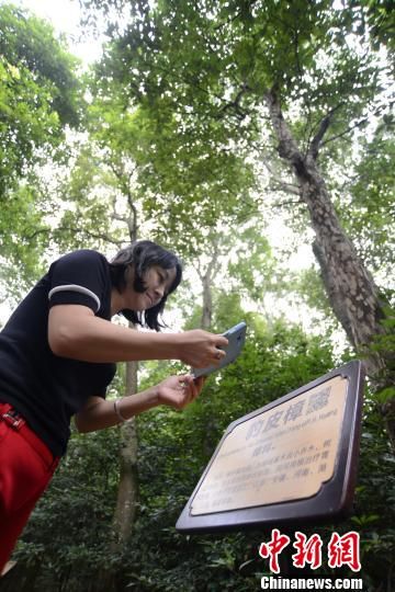 湖南省の歴史ある木、2次元コードの「オンライン身分証明証」を取得