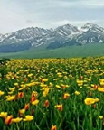 新疆那拉提草原が最も美しい山の花のシーズンに