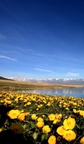 新疆・賽里木湖の絵のような春の景色