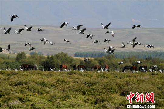 渡り鳥を迎える大草原　新疆