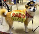 日本の消防団犬ココ、ネット上で人気沸騰中
