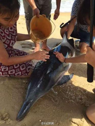 海岸に打ち上げられたイルカを村民が救助、傘で日陰を作る　海南省