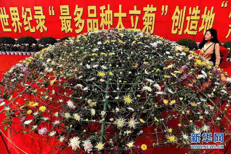 「世界で最も接ぎ木した品種が多い盆栽菊」のギネス新記録　河南省