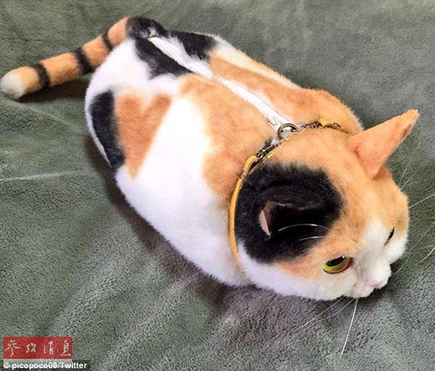 猫型ハンドバッグが日本で流行、形が本物の猫そっくり--人民網日本語版