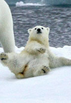 ホッキョクグマの赤ちゃんが転んで氷の上で七転八倒、可愛い姿に萌え