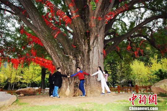 樹齢千年のイチョウの木、幹の太さは約8メートル　湖北省