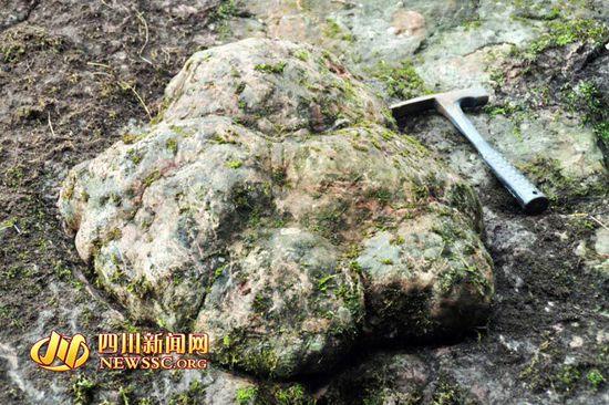 四川省で大型恐竜の足跡が発見か、縦60センチ・横20センチ