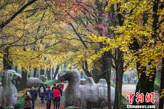 秋に染まる紫金山、最も美しい季節を迎える　南京市