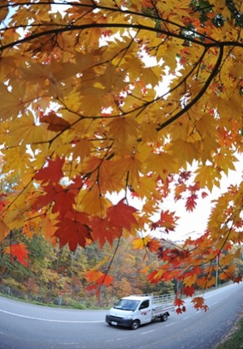 写真で観る「日本の秋」