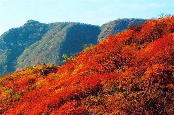 「秋の尾っぽをつかめ」　北京のおすすめ紅葉鑑賞スポット
