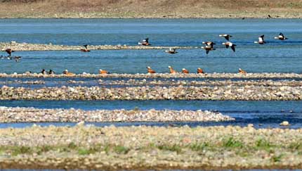 黄河湿地に舞う鳥の群れ