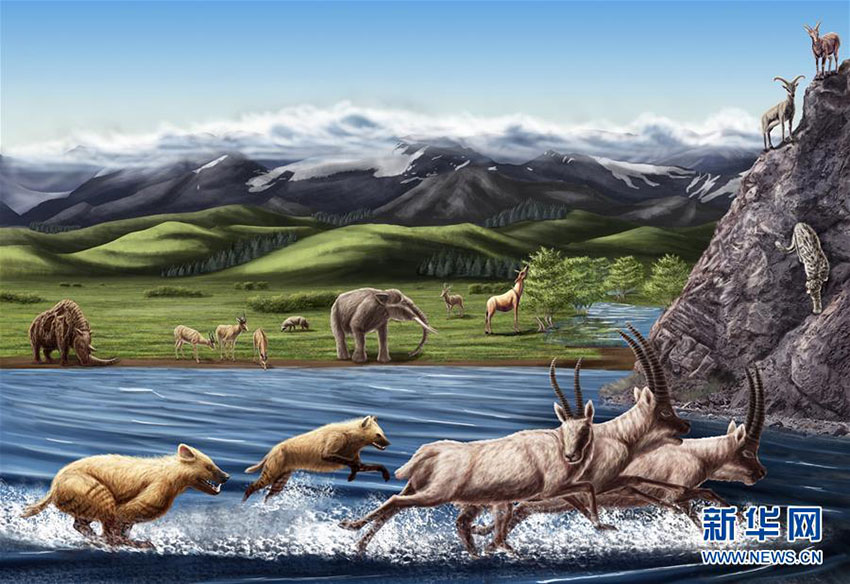札達盆地鮮新世（約500万年前から約258万年前まで）の哺乳動物の生態を復元。（写真は中国科学院古脊椎動物・古人類研究所により提供）。
