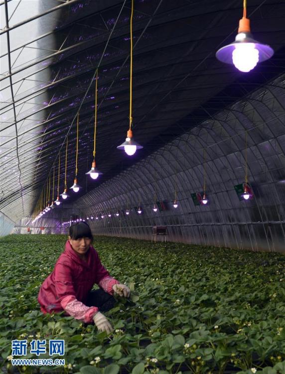 煙霧から野菜を守り、成長ライトを装備したビニールハウス　河北省